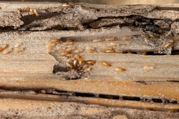 Best Wasp Removal Services  in Stateburg, SC